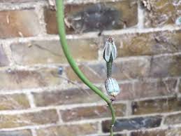 Image result for Ceropegia arenarioides