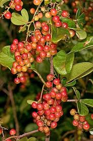 Image result for Searsia nebulosa