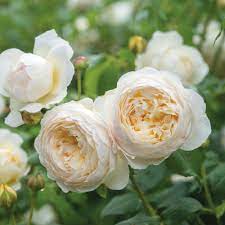 His emphasis was on breeding roses with the character and fragrance of old garden roses. Highly Recommended Roses David Austin Roses