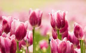 1920x1177 Pink Tulips Full Hd Wallpapers New Purple Flowers Garden Pink Tulips Flowers