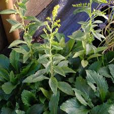Image result for Solidago