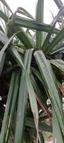 Image result for Pandanus sp. A