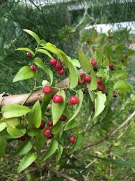 Image result for Asparagus asparagoides