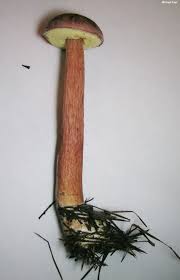 Image result for Boletus projectelloides