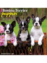 Puppies may leave us around week 8th, at that time they're used using a litter tray. Willow Creek Calendar Boston Terrier Puppies Office Depot