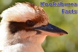 The kookaburra is the largest of the kingfishers. Kookaburra Facts For Kids Information Pictures Video