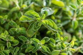 Their little blades are so close together they protect the ground from drying out by shading each other. How To Plant Grow And Harvest Oregano