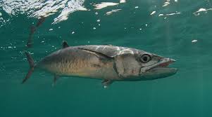 King Mackerel Kingfish Jpg 990 550 King Mackerel Fish Pet Mackerel
