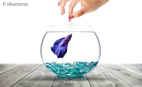 Best Betta Fish Food A Comprehensive Guideline