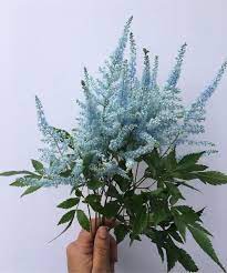 Baby Blue Astilbe Garden Inspiration Outdoor Plants Astilbe