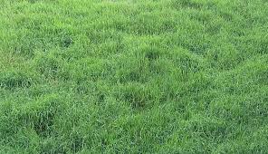 This is a guide about getting rid of zoysia grass. How To Get Rid Of Bahia Grass In Warm Or Cool Seasons