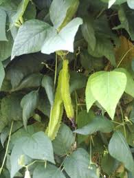 Image result for Psophocarpus scandens