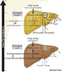 Mct supplementation in the presence of a low carb diet may improve the health and function of liver cells. Can The Keto Diet Raise Liver Enzymes Keto And Low Carb Diets For Fatty Liver Disease Ketodiet Canicular Enzyme That Plays A Role In Bile Production Ospertgia