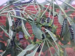 Image result for Erianthemum virescens