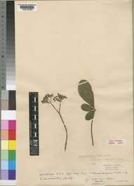 Image result for Vitex madiensis