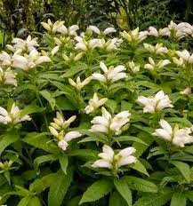 Image result for Tricalysia schliebenii