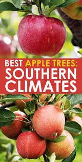 Maybe you would like to learn more about one of these? Best Apple Trees For Southern Climates Zone 8 10 Low Chill Hours