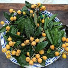 125 Mentions J Aime 5 Commentaires Jose L Rgez D L Iglesia Volubilis Art Sur Instagram Nisperos Temporada Fruit Fruta Frui Fruit Volubilis Garden