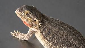 And regardless of whether you're looking for suggestions on the best pet reptiles for beginners or the best reptiles for children in general, you've come to the right place. Best Reptile Pets For Handling Lovetoknow