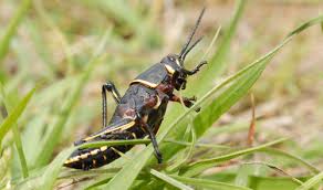 Maybe you would like to learn more about one of these? Eastern Lubber Grasshopper Romalea Guttata Houttuyn