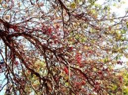 Image result for Rinorea brachypetala