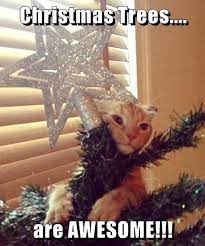 We did not find results for: Lolcats Christmas Tree Lol At Funny Cat Memes Funny Cat Pictures With Words On Them Lol Cat Memes Funny Cats Funny Cat Pictures With Words