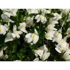 Image result for Stolzia repens