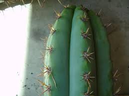 But in your case it. Pin On Trichocereus Pilocereus Lophocereus Cereus Varieties
