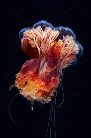 Cyanea Capillata Skirt Sea Creatures Lion S Mane Jellyfish Creatures