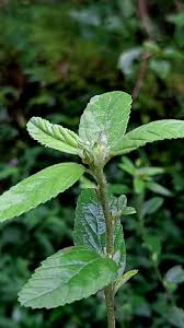 Image result for Sida ovata