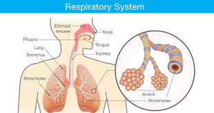 The respiratory system supplies the body with oxygen and disposes of carbon dioxide. When Breathing Doesn T Come Naturally El Camino Health