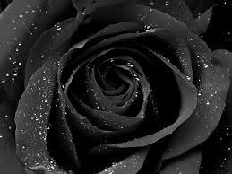 Black Background With Rose Hd Black Roses Hd Wallpapers Wallpapers Top 10 Black Rose Flower Rose Flower Wallpaper Black Rose