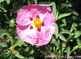 My ultimate southern california spring wildflower guide shares all the different first off, before you head out the door in search of pretty blooms, pack a bag! Drought Tolerant Plants Blooming In Southern California This April