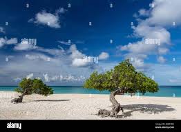 Image result for Libidibia coriaria