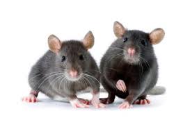 التخلص من الفئران في الشقة Cerceis Com