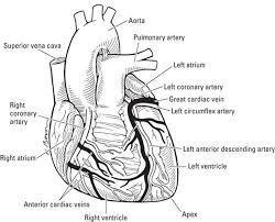 The Cardiovascular System Getting Your Blood Pumping Anatomy Physiology For Dummies 3rd Ed