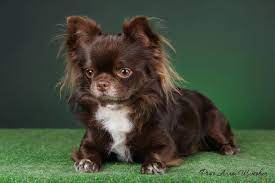 Stunning Chocolate Long Coat Cute Chihuahua Chihuahua Puppies Chihuahua