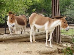 List Of 15 Wild Mountain Animals With Pictures Animals Pictures Wild