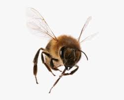 Png Bee Download Bee Flying To Camera Transparent Png Is Free Transparent Png Image Download And Use It For Your Personal Or Non Commercial Projects Abejas