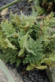 Image result for Cheilanthes