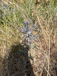 Image result for Ischaemum amethystinum