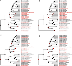 Image result for Ellipanthus