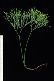 Image result for Psilotum