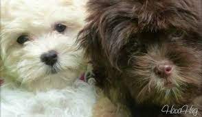 Chocolate chocolate heute bestellen, versandkostenfrei. Puppies For Sale Havahug Havanese Puppies