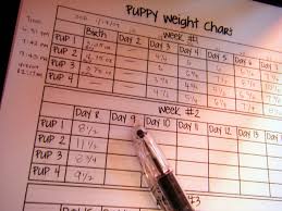 Puppy Weight Chart They Are Growing Well This Was Taken A