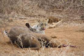 Young Leopard Feeding On Baby Elephant Kill Baby Elephant Elephant Kruger National Park