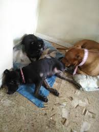 If this is the case, you need to be a bit of a watch guard. Dog Is Aggressive Towards Other Resident Dogs Thriftyfun