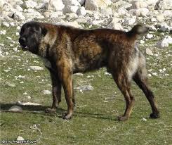 Livestock Guardian Dogs Livestock Guardian Dog Dogs Alabai Dog