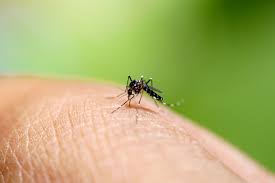 Virusul west nile mai face o victimă: What Is West Nile Virus West Nile Virus Symptoms To Know