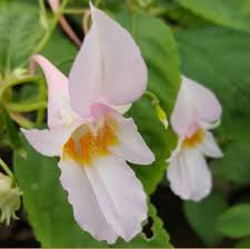 Image result for Impatiens hochstetteri